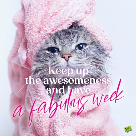 Funny have a blessed week image with cat to start the week the right way. Have A Blessed Week, Keep Up The Good Work, Motivational Good Morning Quotes, Blessed Week, Weekend Quotes, Week Quotes, Happy New Week, Happy Week, Funny Good Morning Quotes