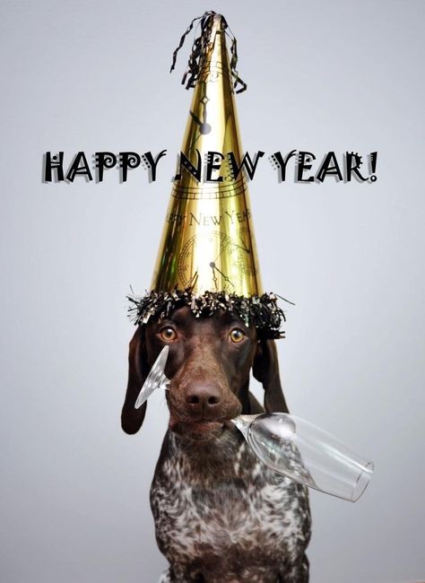 Marsha Harris Scott: HAPPY NEW YEAR 2017 - All Of Us Are Awaiting What You Hold For Us. Happy New Year Dog, Gsp Dogs, Gsp Puppies, German Shorthaired Pointer Dog, Pointer Puppies, New Year Pictures, Funny Dog Photos, German Shorthair, Shorthaired Pointer