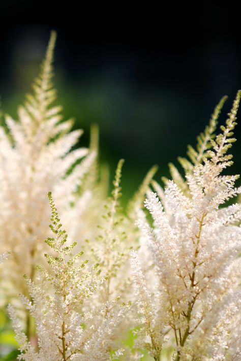 Blush Astilbe, White Astilbe, Astilbe Flower, Wedding Design Board, Herbaceous Border, Starting A Garden, Feather Flower, Flower Spike, Wildflower Wedding