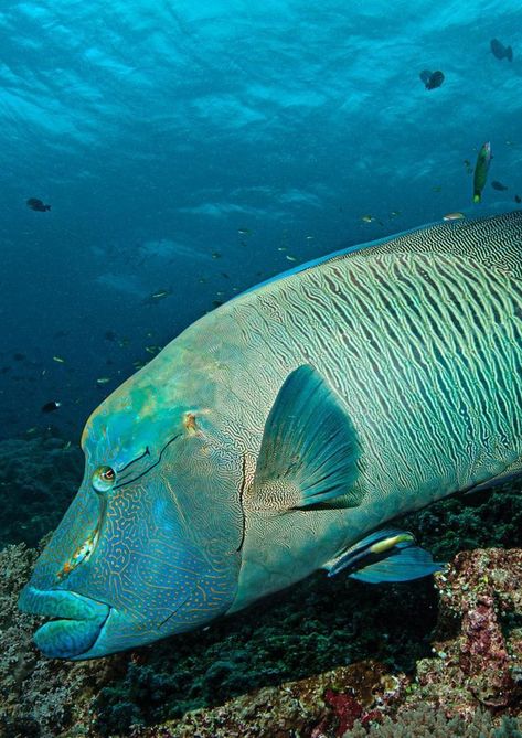 Humphead wrasse - Napoleon fish Humphead Wrasse, Napoleon Fish, Wrasse Fish, Magic Mountain, Underwater Animals, Underwater Photography, Sealife, Underwater World, Fish Pet