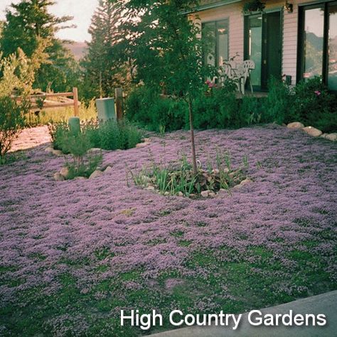 Side Yard Landscape, Thyme Lawn, Red Creeping Thyme, Clover Lawn, Grass Alternative, Landscaping Decor, Thymus Serpyllum, Creeping Thyme, High Country Gardens