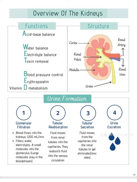 Genitourinary System Nursing, Urinary System Nursing Notes, Kidney Nursing Notes, Renal System Anatomy, Urinary System Notes, Nephrology Nursing, Kidneys Anatomy, Renal Nursing, Kidney Anatomy