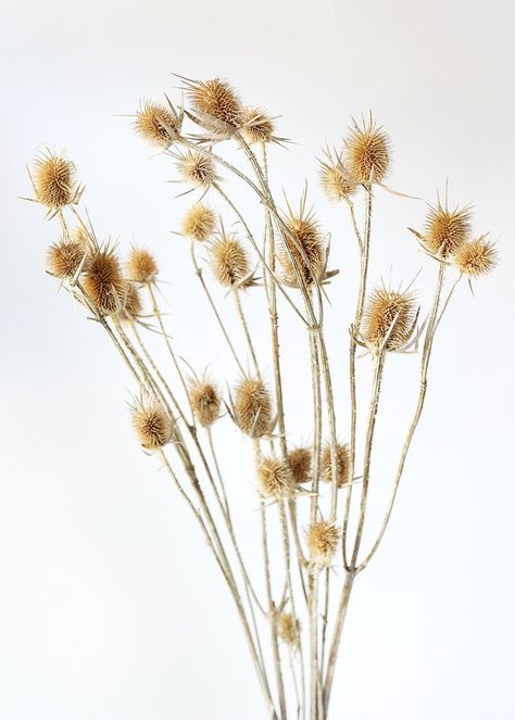 Tan Dried Thistle Bundle Dried Thistle, Dried Flower Bouquets, Fake Hydrangeas, Fall Floral Arrangements, Thistle Flower, Artificial Flowers Wedding, Vase Arrangements, Wedding Flower Decorations, Silk Flower Arrangements