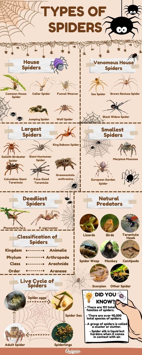 All 21 Types of Spiders: Identification Guide with Pictures + Facts Types Of Spiders Chart, Type Of Spiders, Types Of Spider Webs, Different Types Of Spiders, Cool Spider Species, Spider Breeds, Spiders Species, Spider Names, Grass Spider