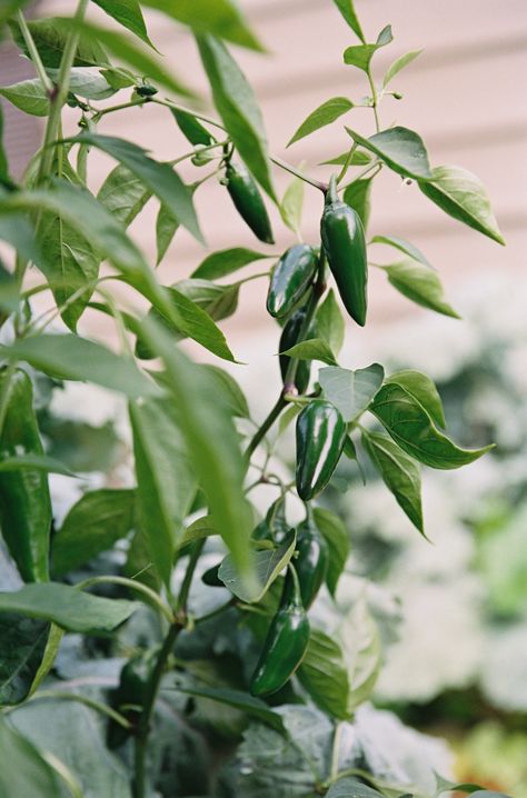 Jalapeño Plant, Gardenary Garden, Growing Jalapenos, Pepper Garden, Jalapeno Plant, Jalapeño Peppers, Obelisk Trellis, Garden Mesh, Organic Kitchen