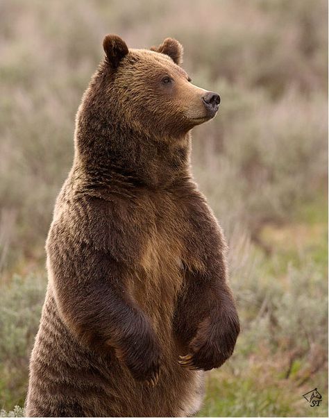 Bear Side View, Bear Images, Bear Photos, Bear Carving, We Bear, Bear Pictures, Bear Decor, Love Bear, Animal Projects