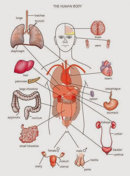 Human&Animal Anatomy and Physiology Diagrams: Human Body Parts Human Organ Diagram, Body Organs Diagram, Anatomi Dan Fisiologi, Human Body Diagram, Human Body Vocabulary, Picture Of Body, Anatomy Organs, Medical Assisting, Human Body Science