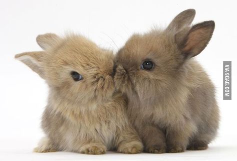 Bunny Kiss Rabbits, White