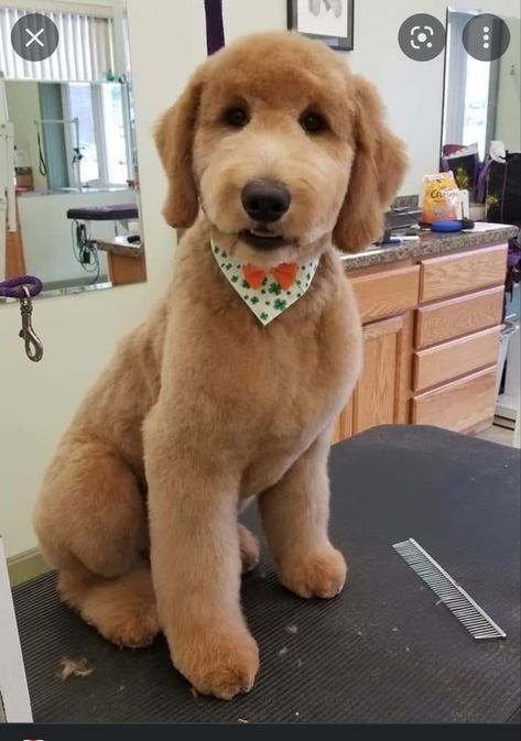 Labradoodle Grooming, Goldendoodle Haircuts, Goldendoodle Grooming, Puppy Haircut, Dog Grooming Styles, Dog Grooming Shop, Dog Grooming Salons, Puppy Grooming, Bernedoodle Puppy