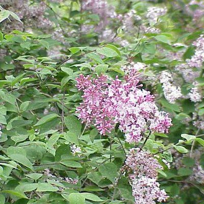 Garden Guides | How & When to Prune a Dwarf Korean Lilac Tree Pruning Lilac Trees, Propagate Lilac Bush From Cuttings, Korean Lilac Bush, How To Root Lilac Cuttings, Korean Lilac Tree, Lilac Pruning, Korean Lilac, Lilac Tree, Lilac Bushes