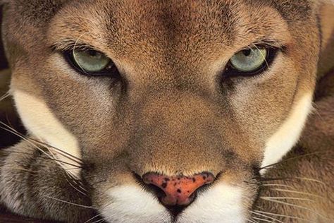 National Geographic Unveils Its 13 Best Instagram Photos of 2017 Puma Pictures, Frans Lanting, National Geographic Photographers, Mountain Lions, Best Instagram Photos, Mountain Lion, Montage Photo, Big Cat, Animal Photo