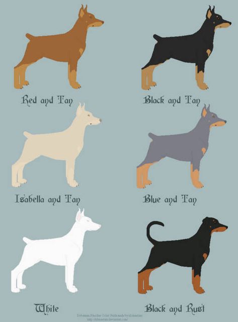 Doberman Pinscher Coat Color and Anatomy Guide by xLunastarx on DeviantArt Fawn Doberman, White Doberman, White Doberman Pinscher, Doberman Colors, Blue Doberman, Black And Tan Terrier, Doberman Puppies, Doberman Pinscher Puppy, German Pinscher