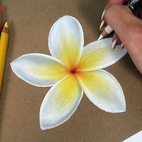 So I've been away for a little longer than expected! Now I'm back and have loads of work to catch up on!😋 Thought I would finish this Plumeria flower, wishing I was back on the beach soaking up the rays!☀️☀️#plumeria #flower #hawaii #drawing #prismacolor #recycledpaper #laharstudios #art #coloredpencil Prisma Color Realistic Drawings, Kristina Webb, Prismacolor Art, Colored Pencil Artwork, Colored Pencil Techniques, Pencil Art Drawings, Color Pencil Art, Realistic Art, Color Pencil Drawing