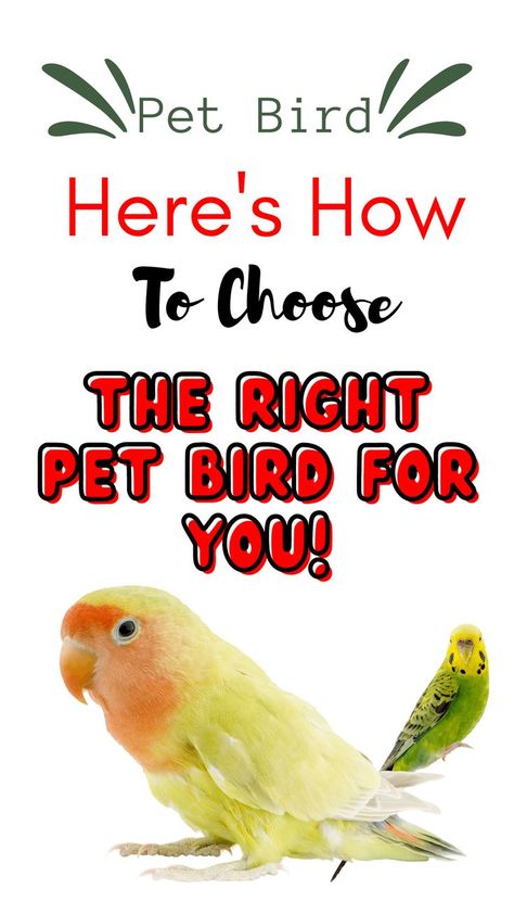 TOP 5 BEST BIRDS TO HAVE AS PETS AND HOW TO CHOOSE Best Pet Birds For Beginners, Best Birds For Pets, Birds As Pets, Best Pet Birds, Love Birds Pet, Conure Bird, Birds Pet, Bird Pet, Low Maintenance Pets