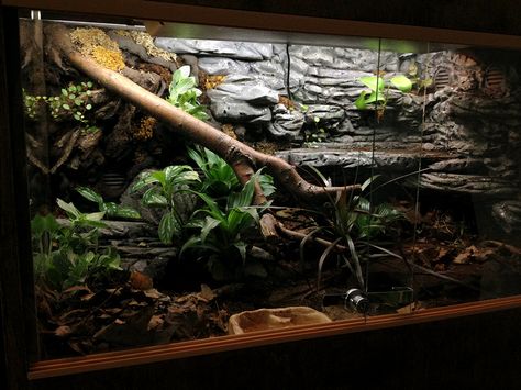 Ball Python Cage, Ball Python Pet, Bioactive Vivarium, Terrariums Diy, Snake Cages, Diy Reptile, Snake Terrarium, Frog Terrarium, Snake Enclosure