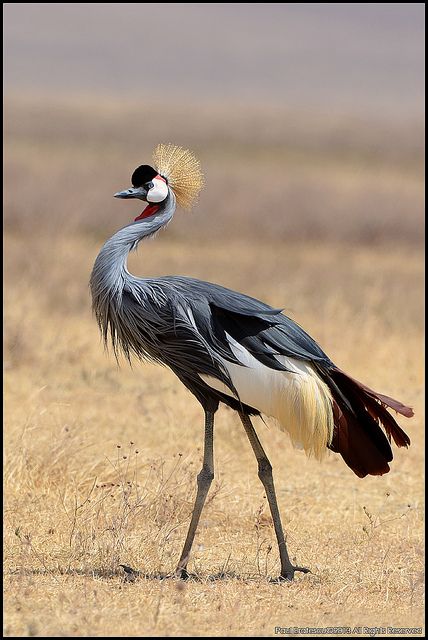 East African Crowned Crane (Balearica regulorum gibbericeps) by AnimalExplorer, via Flickr African Crown, Wild Birds Photography, Crowned Crane, Africa Wildlife, Crane Bird, Kinds Of Birds, Big Bird, Exotic Birds, Bird Pictures