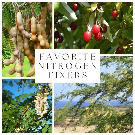 #gettoknowapermie Challenge Day 22. FAVORITE NITROGEN FIXERS Gotta say, it's hard to keep up with a daily posting, but here we are on Day 22 with our Favorite Nitrogen Fixer. Nitrogen fixers get a bad rap. Most of us know them by their other name, invasive species, but not all nitrogen fixers are invasive, especially if they are being managed. You see, nitrogen fixers play a vital role in the ecosystem. They are the first plants to show up in dirt that has been degraded or disturbed. Nitrogen Fixers, Invasive Species, Ecosystem, It's Hard, Permaculture, Show Up, Keep Up, A Bad, Rap