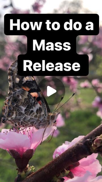 Live butterfly releases for weddings/events on Instagram: "Everything you need to know about how to do a mass release. #butterfly #massrelease #butterflyrelease" Butterfly Release Wedding, Butterfly Release, Wedding Poems, Butterfly Wedding, Wedding Photo Inspiration, Business Ideas, Photo Inspiration, Wedding Events, Wedding Engagement