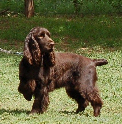 100+ Best Field Spaniel Dog Names – The Paws Boykin Spaniel Puppies, Dog Name Ideas, Field Spaniel, Best Dog Names, Boykin Spaniel, Every Dog Breed, Spaniel Breeds, Working Cocker, Farm Dogs