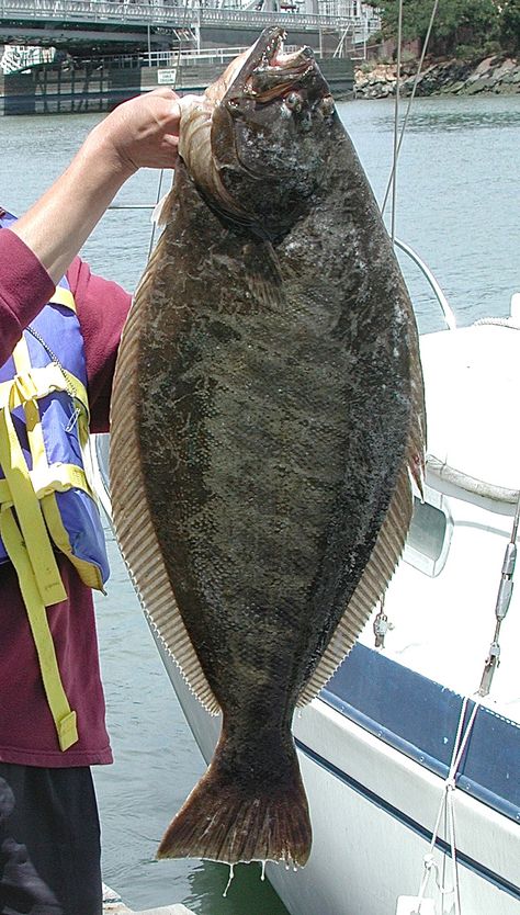 Pacific Halibut Facts - A Large and Strange Saltwater Fish Fishing In Alaska, Alaska Salmon Fishing, Halibut Fishing, Alaska Fishing, Fauna Marina, Monster Fishing, Salt Water Fishing, Salt Water Fish, Saltwater Fish