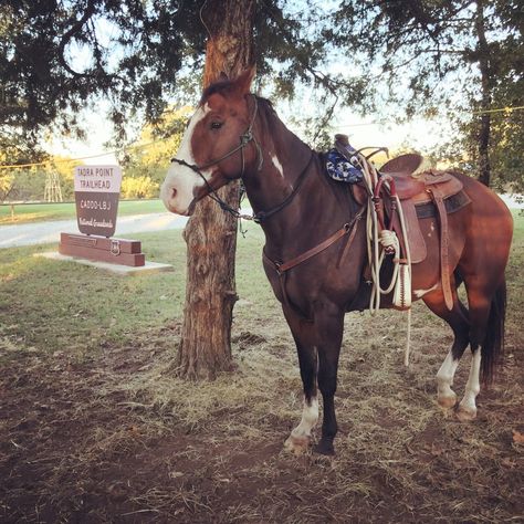 Hiking Packs, Trail Riding Horses, Horse Trails, Grayson Highlands, Horse Adventure, Camping Set Up, Horse Camp, Horses Riding, Horse Trail