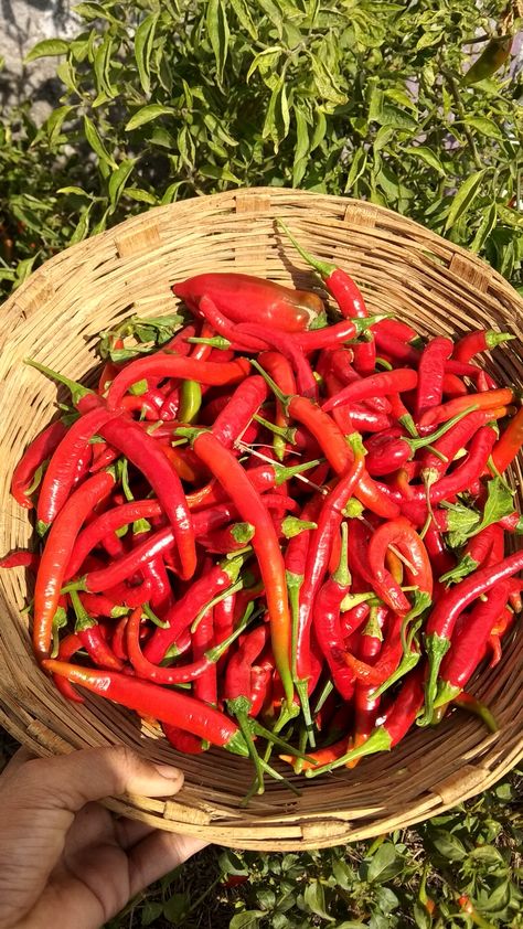 Red Chilli Photography, Chilli Aesthetic, Chilli Farming, Country Side Life, Pepper Aesthetic, Red Chile, Red Chili Peppers, Home Grown, Country Side