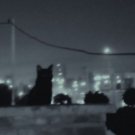 Cat Asthetics Photos Dark, Aesthetic Black Cat Pfp, Black Cat Dark Aesthetic, Black Cat At Night, Animals Dark Aesthetic, Widget Board Aesthetic, 300x300 Spotify Covers Dark, Pfp For Tiktok Aesthetic, Night Aesthetic Pfp