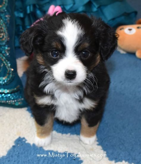 Teacup Australian Shepherd, Aussie Puppies For Sale, Mini Aussie Shepherd, Dog Breeds Chart, Mini Aussie Puppy, Australian Shepherd Puppies For Sale, Toy Aussie, Aussie Puppy, Toy Australian Shepherd