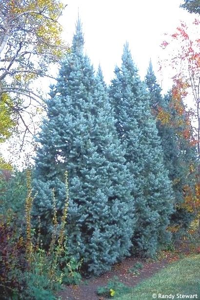 Picea pungens 'ISELI FASTIGIATE' Colorado spruce SIZE/TYPE medium-sized shrub USUAL HEIGHT 3-5m USUAL WIDTH 1-1.5m LEAVES evergreen conifer COLOUR OF LEAVES +multicoloured:blue-green a silvery-blue Large Water Features, Blue Spruce Tree, Colorado Spruce, Shrubs For Landscaping, Fountain Pond, Colorado Blue Spruce, Picea Pungens, Trees For Front Yard, Garden Decoration Ideas