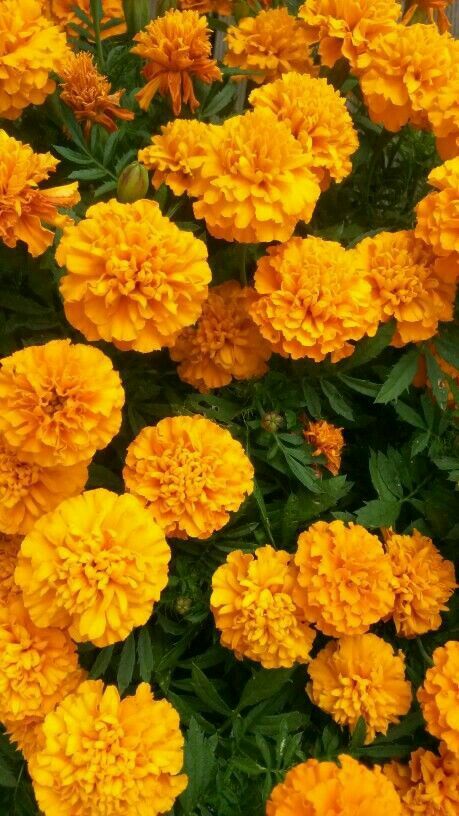 Marigolds Wallpaper, Marigolds Aesthetic, Marigold Aesthetic, Marigold Background, Marigold Wallpaper, Orange Marigolds, Marigolds In Garden, Marigold Color, Nails Flowers