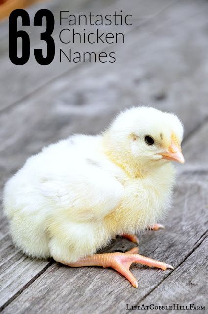 Name Your Flock!  Here's 63 Fantastic Names For Chickens Awesome Chicken, Baby Chicks Raising, Chicken Incubator, Chicken Pen, Best Chicken Coop, Raising Backyard Chickens, Crazy Chicken Lady, Keeping Chickens, Building A Chicken Coop