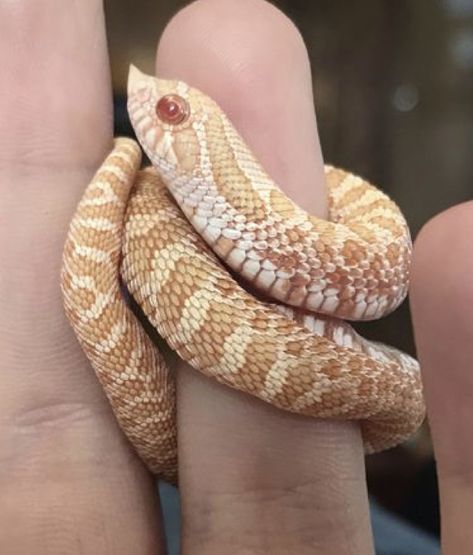 Western Hog Nose Snake, Perler Bead Snake, Hog Nose Snake, Rosy Boa, Snake Photos, Hognose Snake, Pretty Snakes, Cute Snake, Pet Snake