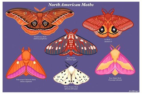 Fuzzy Moth, Stickers Illustration, Moth Species, Cute Moth, North American Animals, Moth Art, Bug Art, Moth Tattoo, Luna Moth