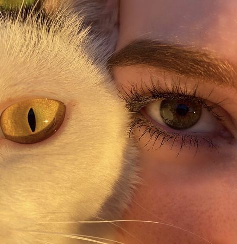 #eyes #cat #sunset #goldenhour #yellow Cat Eyes Aesthetic, Cat Sunset, Cat Eye Contacts, Amber Eyes, Eyes Wallpaper, Photos Of Eyes, 1080p Anime Wallpaper, Yellow Cat, Dog Eyes