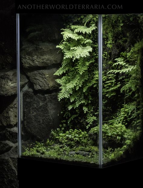 The Cliff Drip Wall Terrarium Drip Wall, The Rock Face, Wall Terrarium, Water Terrarium, Tropical Terrariums, Diy For Beginners, Fish Tank Terrarium, Aquarium Landscape, Aquascape Aquarium