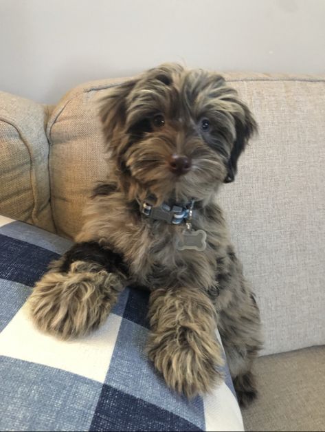 Puppy Poodle Cute, Schnauzer Poodle, Dog Australian Shepherd, Puppy Aesthetic, I Dog, Aesthetic Dog, Dog Aesthetic, Spotted Dog, Puppy Cute