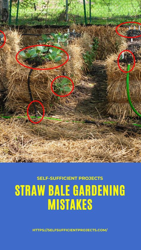 Flower Decorations Ideas, Strawbale Gardening, Straw Mulch, Straw Bale Gardening, Vegetable Garden Diy, Straw Bale, Straw Bales, Backyard Vegetable Gardens, Self Sufficient