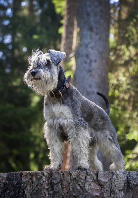 Brillo in Klosters - A lifestyle portrait of our little Miniature Schnauzer puppy called Brillo Miniature Schnauzer Puppy, Schnauzer Breed, Schnauzer Grooming, Akc Breeds, Miniature Schnauzer Puppies, Giant Schnauzer, Puppy Art, Schnauzer Puppy, Popular Dog Breeds