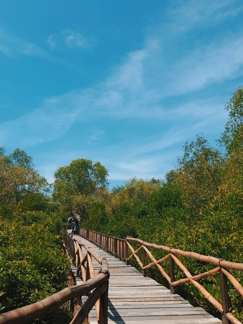 #places #mangrove #surabaya #green #tenang #goodplaces #aesthetic #trees #pohon Aesthetic Trees, Garden Bridge, Outdoor Structures, Trees, Green, Quick Saves