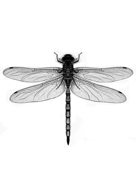 Realistic Dragonfly Tattoo Design, Realism Dragonfly Tattoo, Dragonfly Throat Tattoo, Black And Grey Dragonfly Tattoo, Dragon Fly Pictures, Dragonfly Reference, Realistic Dragonfly Tattoo, Dragon Fly Tattoo Designs, Dragonfly Tattoo Ideas