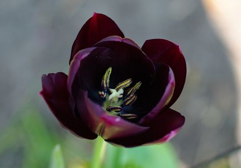 Tulipa Queen Of Night, #Tulipa, #Night, #Queen Queen Of The Night Tulip, Delilah Briarwood, Queen Of Night, Dnd Oc, Queen Of The Night, Queen Of, Dark Flowers, Public Domain Images, Book Aesthetic