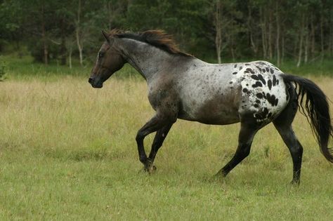 blue roan appaloosa Roan Appaloosa, One Way Or Another, Blue Roan, Appaloosa Horses, Horse Crazy, Horse Trailer, Horse Life, Appaloosa, Horse Coloring