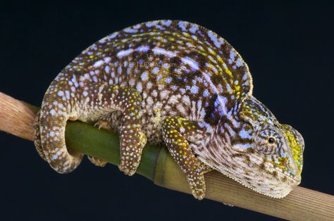 Carpet chameleon / Furcifer lateralis Carpet Chameleon, Chameleon Care, African Cichlid Aquarium, Colorful Chameleon, Chameleon Lizard, Living Fossil, African Cichlids, Tortoise Turtle, Chameleons