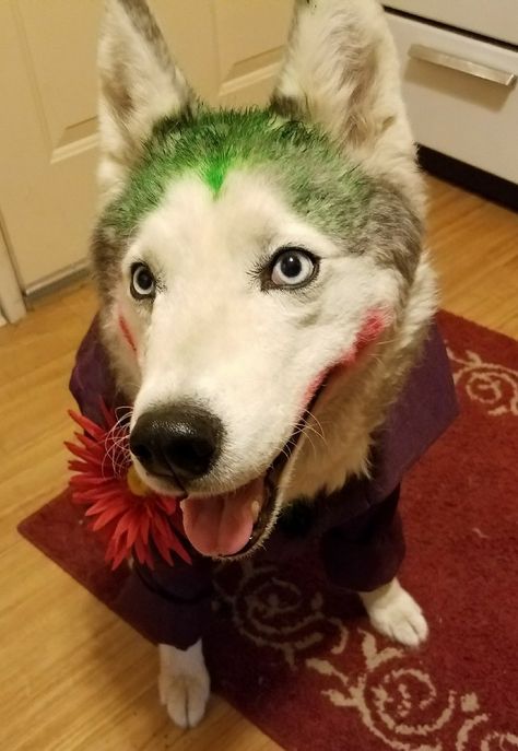 Siberian Husky costume as the Joker. Cutest little villain in Arkham. Watch out Batman! #siberianhusky #huskylove #whysoserious #batman #arkham #thejoke #dogcostume #huskies #halloween Husky Costume, Batman Arkham, Family Halloween Costumes, Dog Costume, Nerd Stuff, The Joker, All Things Cute, Family Halloween, Siberian Husky