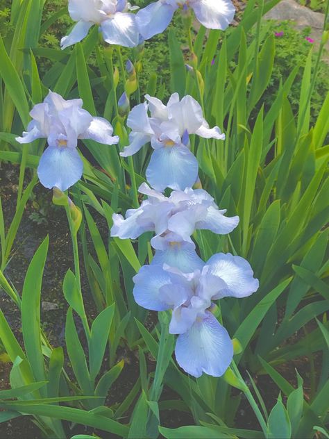 Blue Iris Flowers, Boquette Flowers, Blue Iris, Iris Garden, Parts Of A Plant, Iris Flowers, Love Flowers, Flower Making, Pretty Flowers