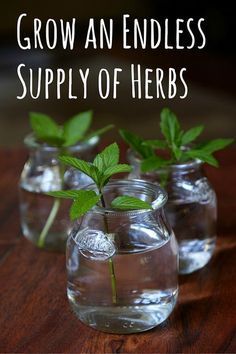 Herbal Remedies Recipes, Indoor Herb Garden, Herbs Indoors, Healing Herbs, Easy Garden, Growing Herbs, Growing Food, Planting Herbs, Medicinal Herbs