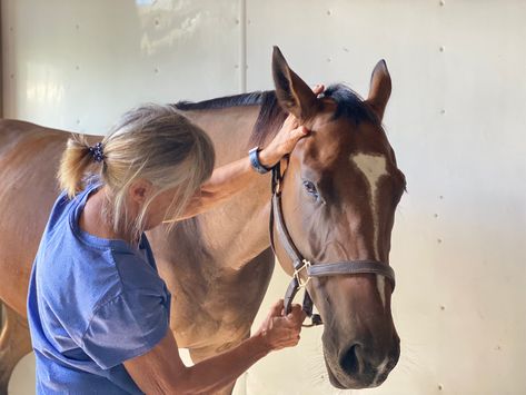 Equine Vet Aesthetic, Horse Vet Aesthetic, Large Animal Veterinarian Aesthetic, Aesthetic Vet Pictures, Vet Life Dream Job, Equine Vet Tech, Vet Aesthetic, Equine College, Wildlife Vet