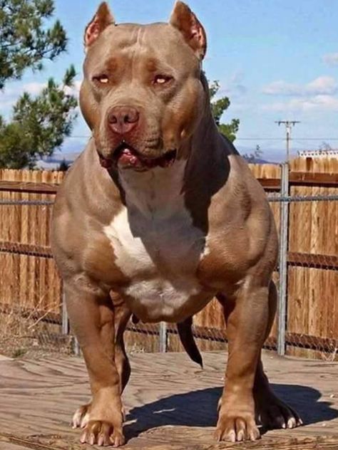 A Muscular Specimen!! Beautiful Pit Bull! Chien Cane Corso, Pitbull Dog Breed, Bully Breeds Dogs, Scary Dogs, Huge Dogs, Giant Dogs, Bully Dog, Bull Terriers, Pitbull Puppies