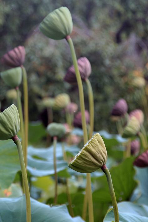 Lotus Fruit, Lotus Pods, Deep Autumn, Flower Art Drawing, Flower Field, Flowers And Leaves, Art Drawing, Flower Art, Floral Arrangements