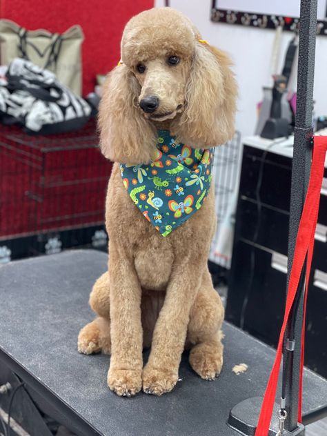 Poodle Clean Face, Poodle Top Knot, Grooming Ideas, Poodle Haircut, Pet Items, Pampered Pooch, Haircut Inspiration, Clean Face, Top Knot